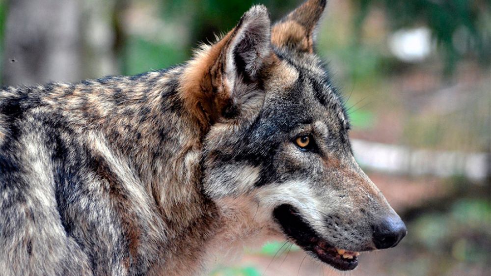 La Junta propondrá que los ganaderos puedan disparar al lobo mientras la caza sigue prohibida